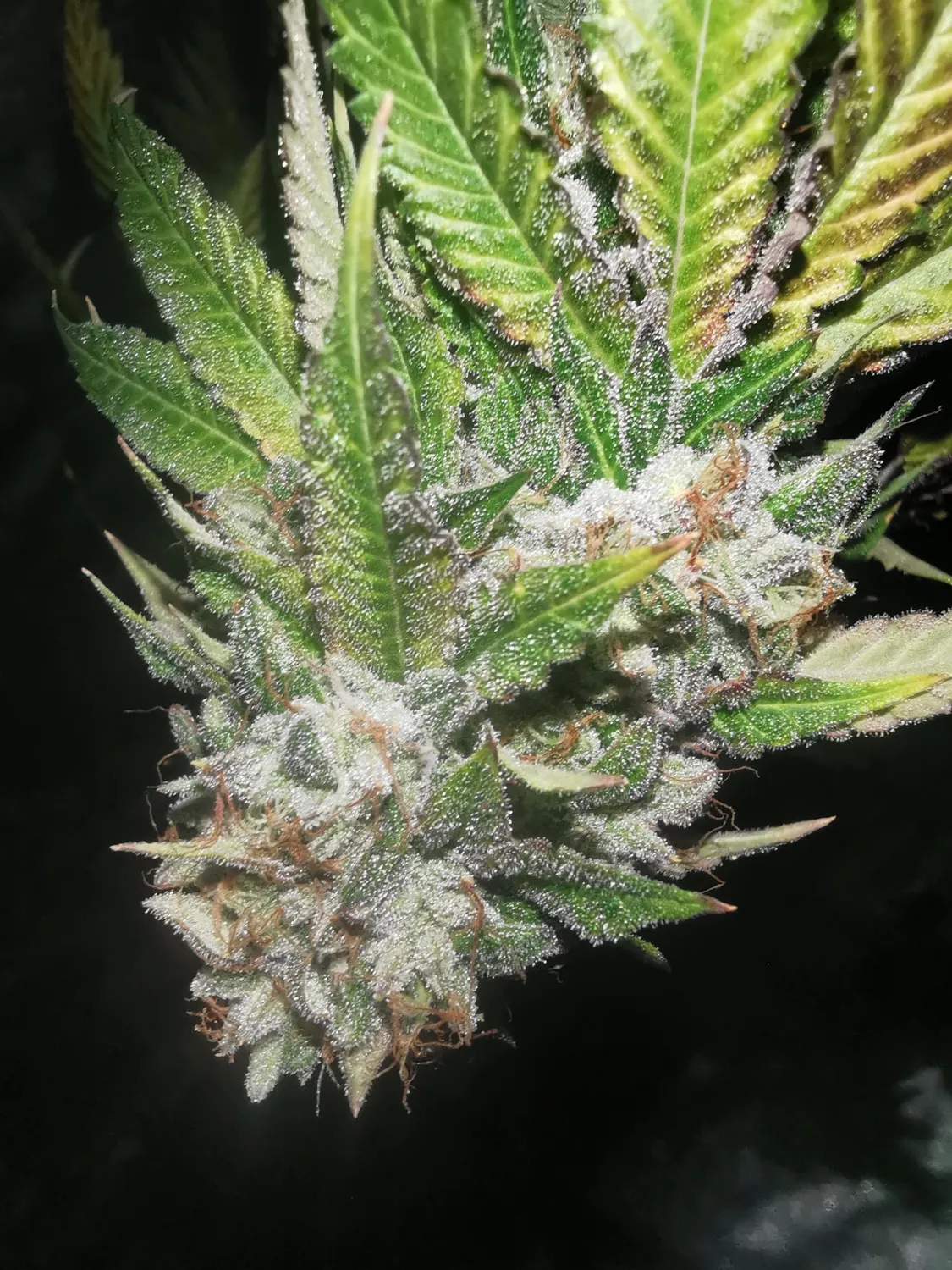 Pheno Finder Seeds Britcoin semi femminizzati indica