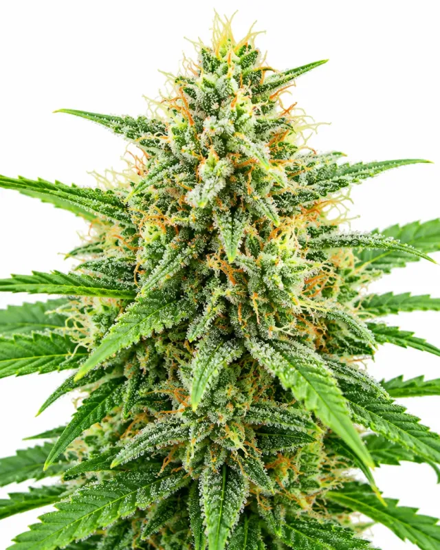 Trikoma Seeds AK 74 Auto semi autofiorenti fruttati