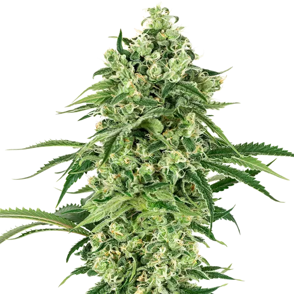 White Label Seeds Nicole Hindu Kush semi femminizzati 1 seme indica