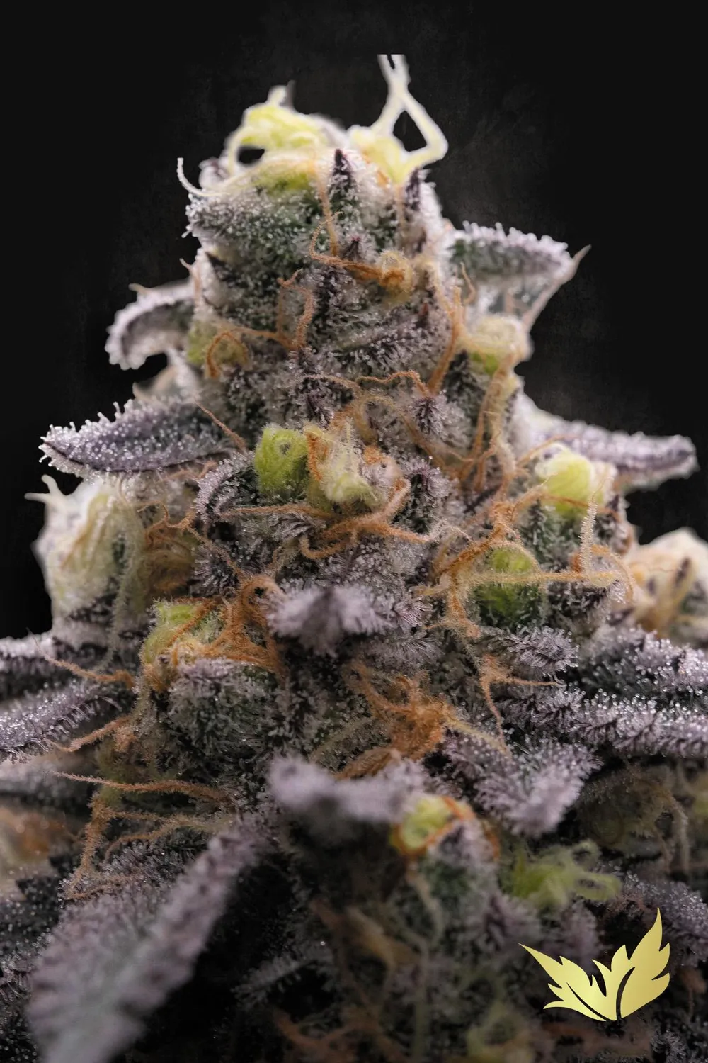 Paradise Seeds Tropicana Crush semi fotoperiodici THC 25%