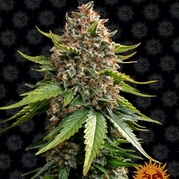 Barney's Farm White Widow Auto semi autofiorenti indica