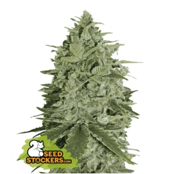 Seedstockers Super Skunk Fem semi femminizzati 1 seme