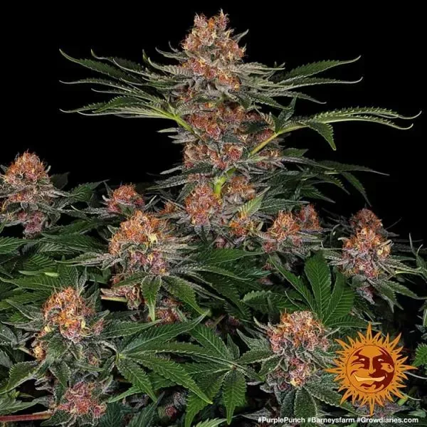 Barney's Farm Purple Punch Auto semi autofiorenti 1 seme indica