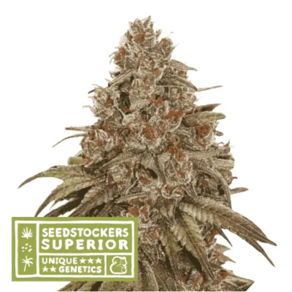 Seedstockers Blackberry Gum Auto semi 1 seme fruttato