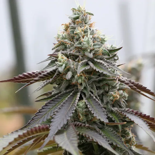Vision Rainbow Sherbert x Spritzer semi femminizzati menta