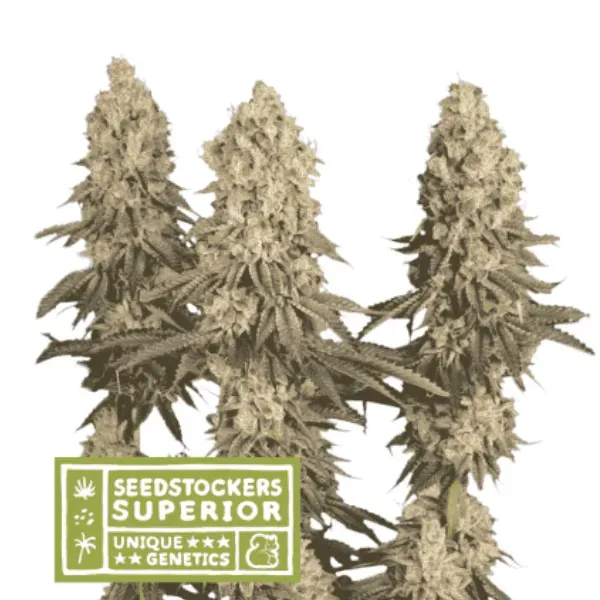 Seedstockers Mack & Crack semi femminizzati 3 semi THC 30% sativa