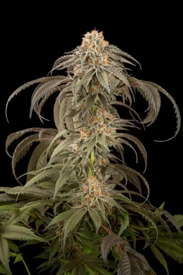 Dinafem Purple Afghan Kush Semi Femminizzati Indica