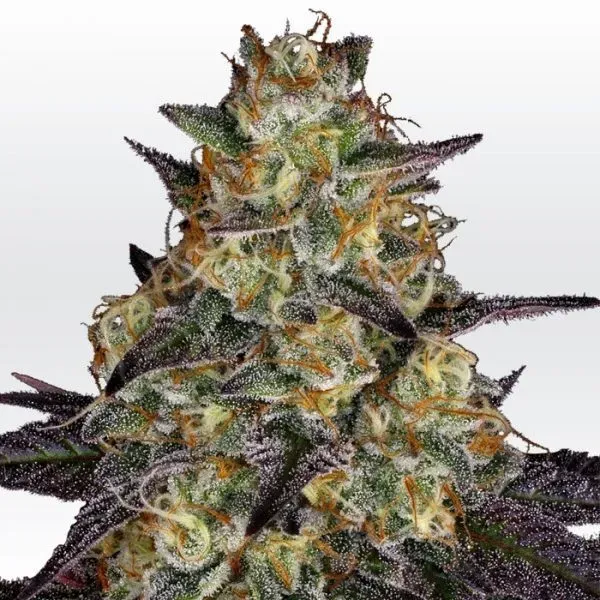Paradise Seeds El Dorado OG semi femminizzati indica