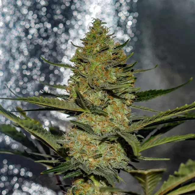 Vision Seeds Gus Mints semi femminizzati frutti bosco THC 35%