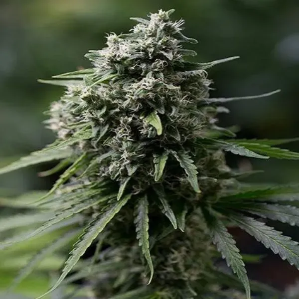 Silent Seeds Critical + 2.0 semi femminizzati indica 70%