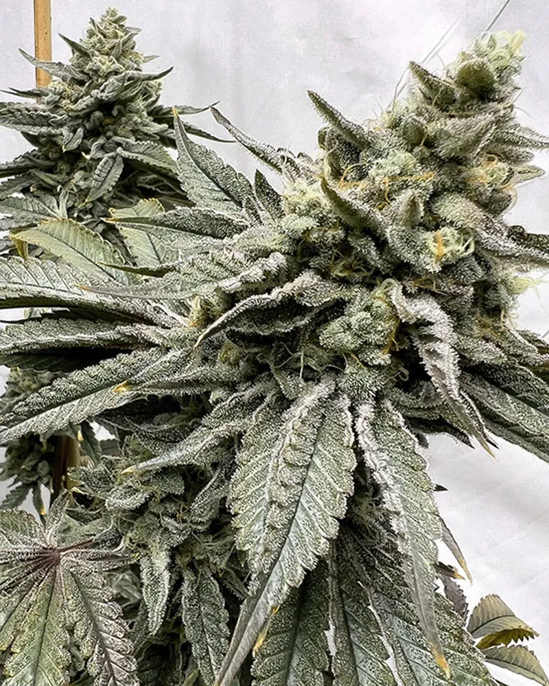 Solfire Gardens Gas Nana Bahama Mama semi banana gas
