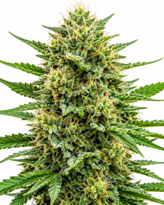 Trikoma White Widow semi femminizzati 1000 semi 60% indica