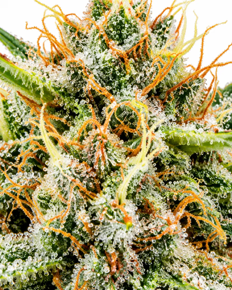 Trikoma Seeds Malquerida semi femminizzati ciclo breve