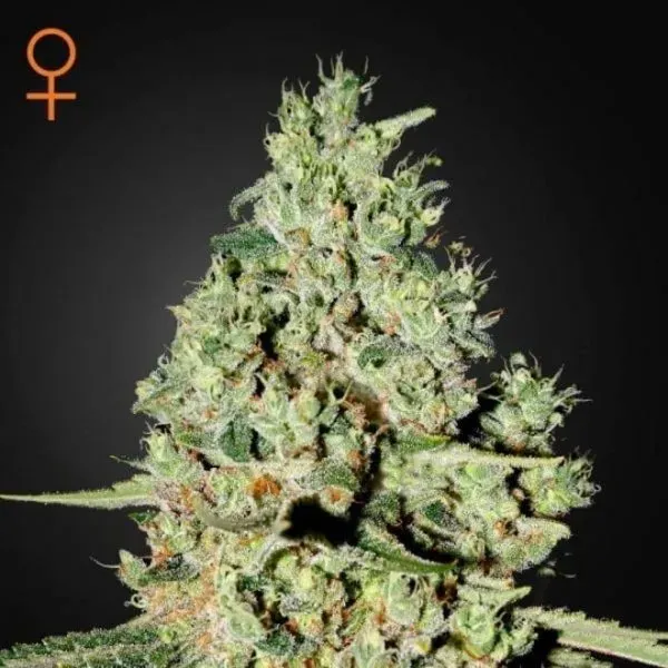 Green House Super Critical semi femminizzati indica 70%