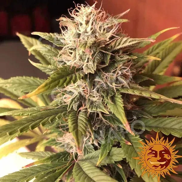 Barney's Farm Sweet Tooth Auto semi autofiorenti femminizzati