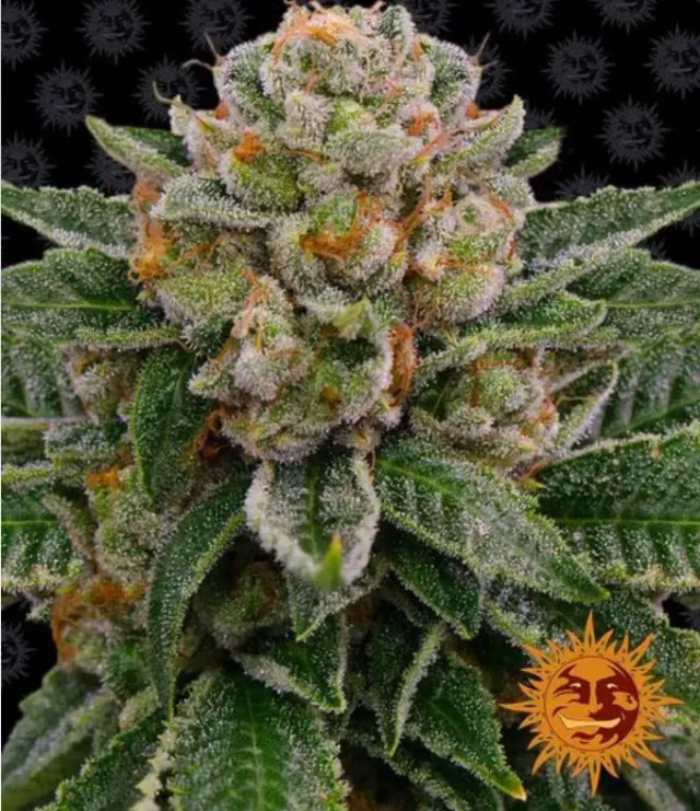 Barney's Farm Skywalker OG Auto Semi Autofiorenti 3 Semi 23% THC