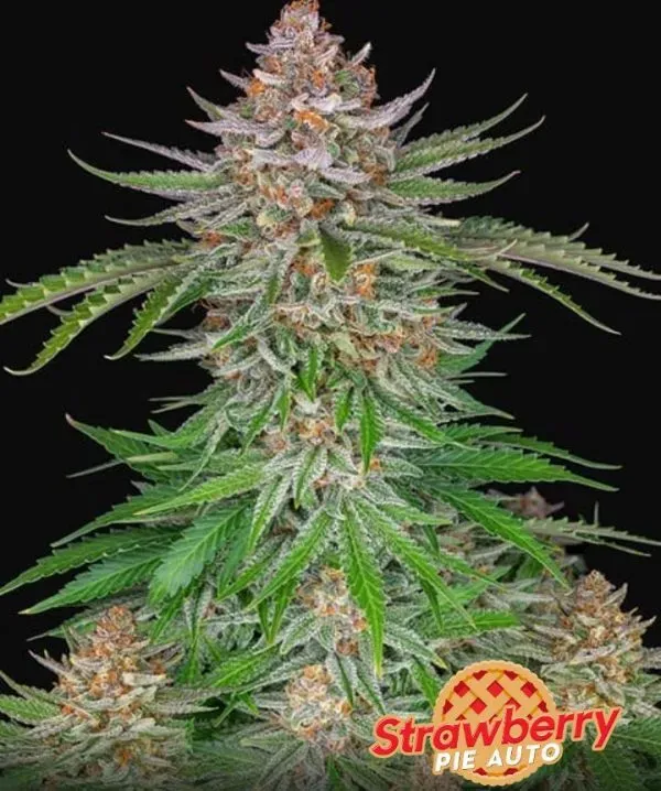Fast Buds Strawberry Pie semi autofiorenti aromatici