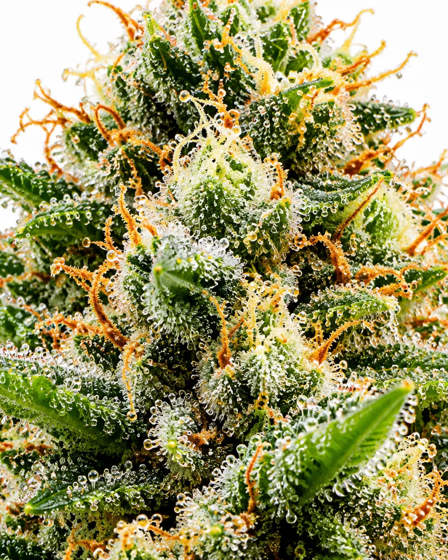 Trikoma Seeds Critical Plus semi femminizzati 100 semi produttivo