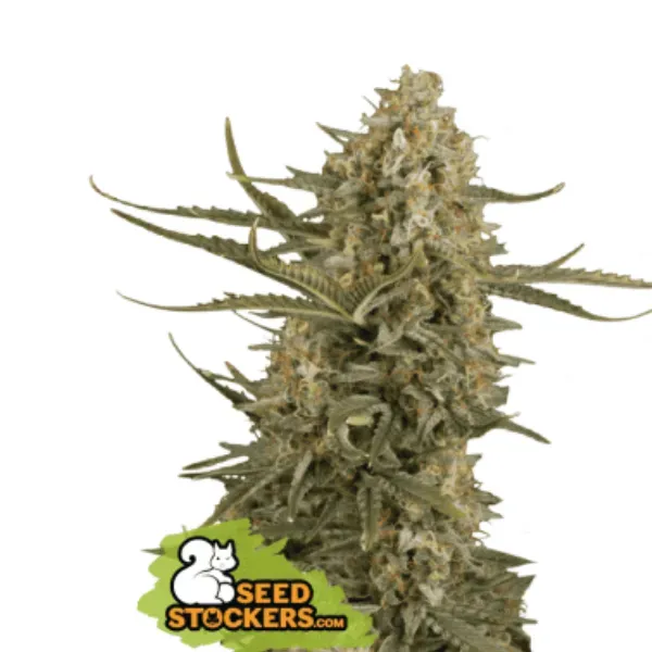 Seedstockers Amnesia Fem semi femminizzati 1 seme