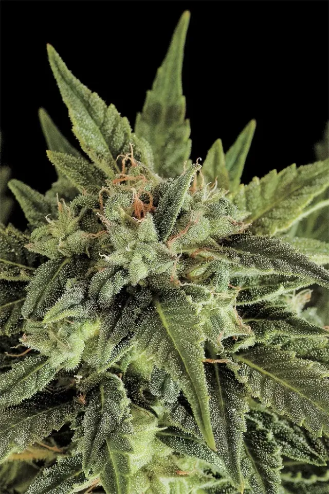 Dinafem Seeds Fruit Auto semi autofiorente femminizzato 3 semi