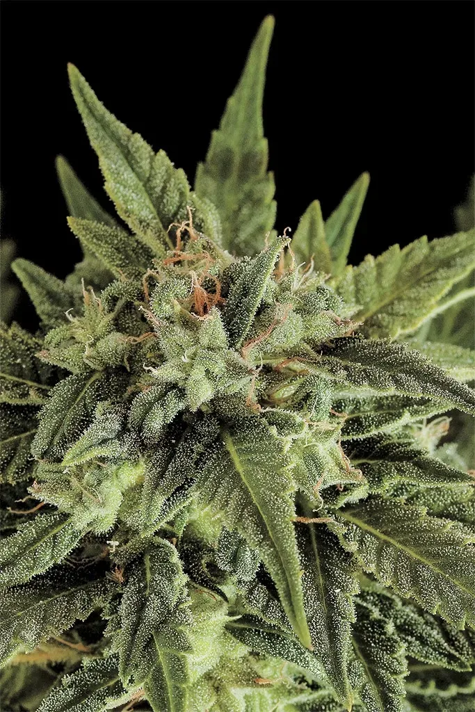 Dinafem Seeds Fruit Auto semi autofiorente femminizzato 3 semi
