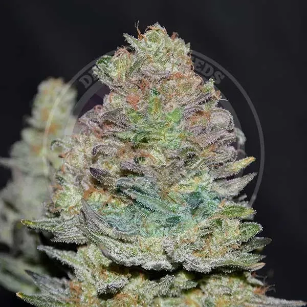 Delicious Seeds Delicious Cookies Auto semi autofiorenti da collezione