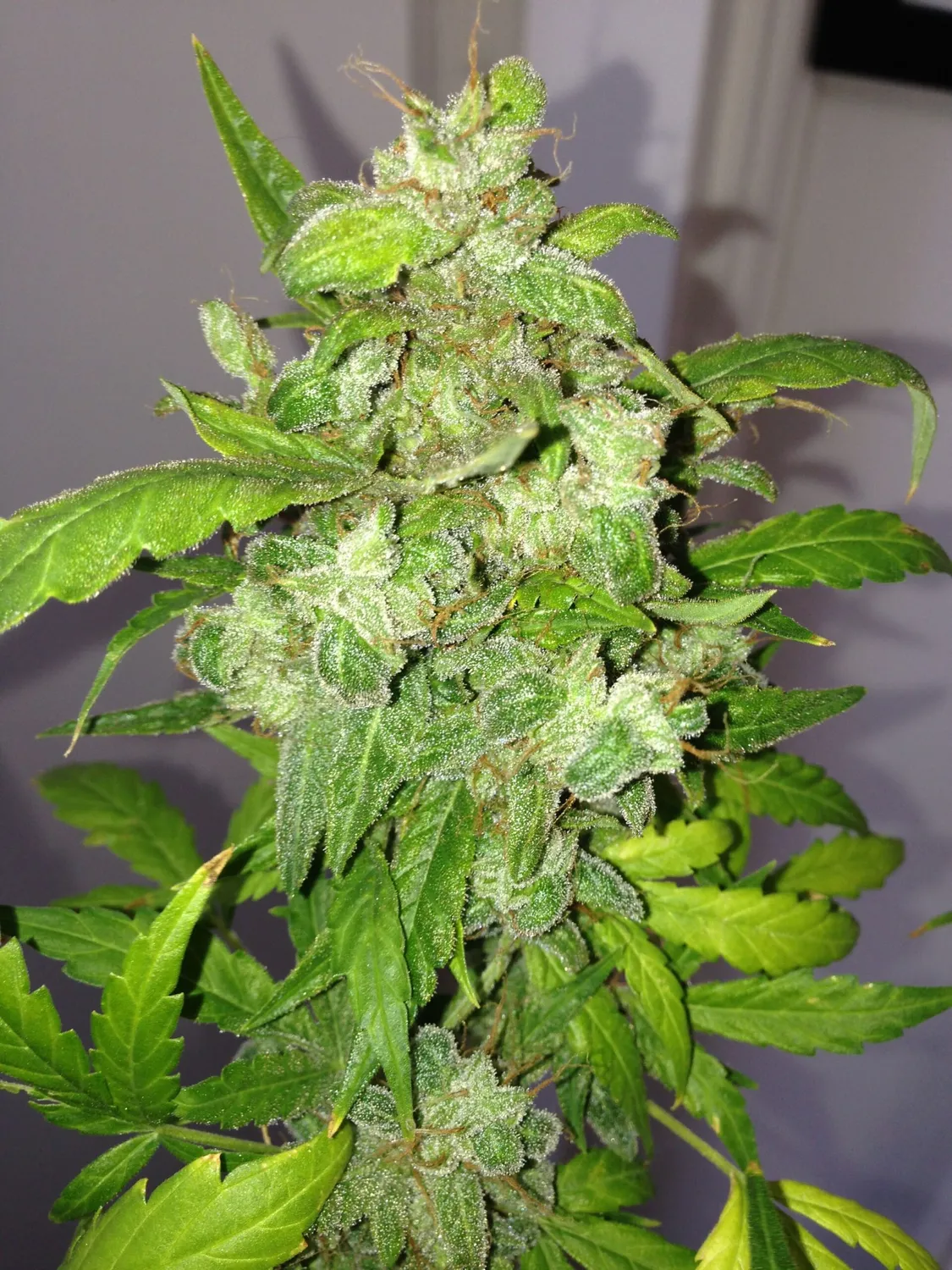 Pheno Finder Seeds Lemon Bubble semi autofiorenti auto