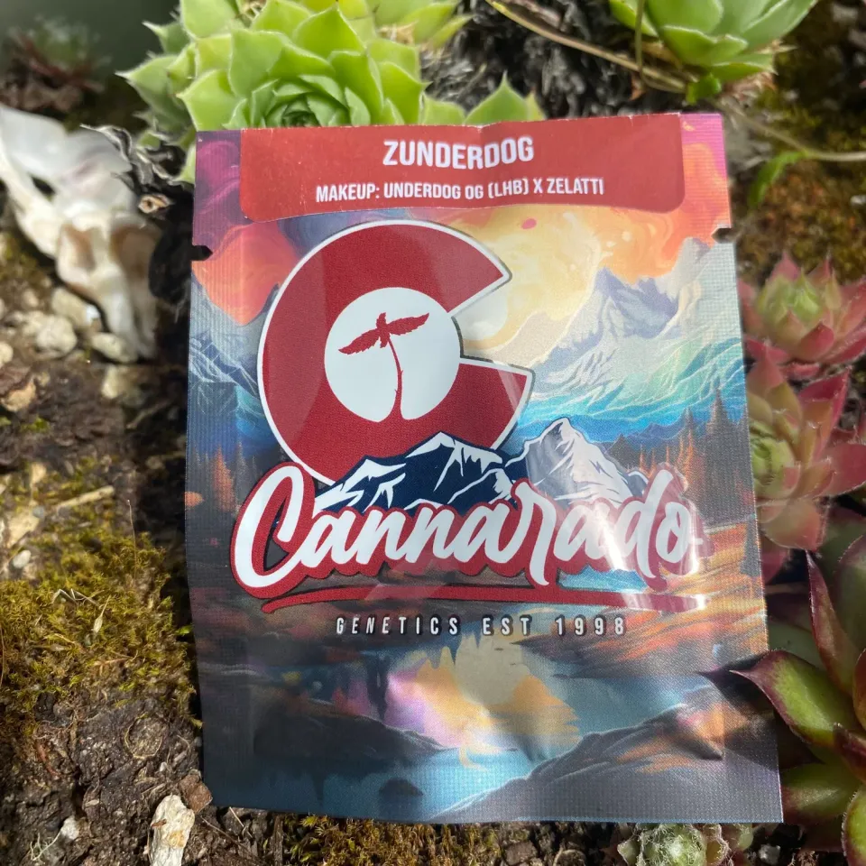 Cannarado Genetics Zunderdog semi regolari 10+ Underdog Zelatti