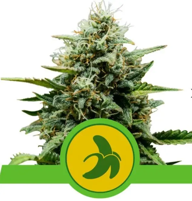 Royal Queen Seeds Fat Banana Auto Semi Autofiorenti