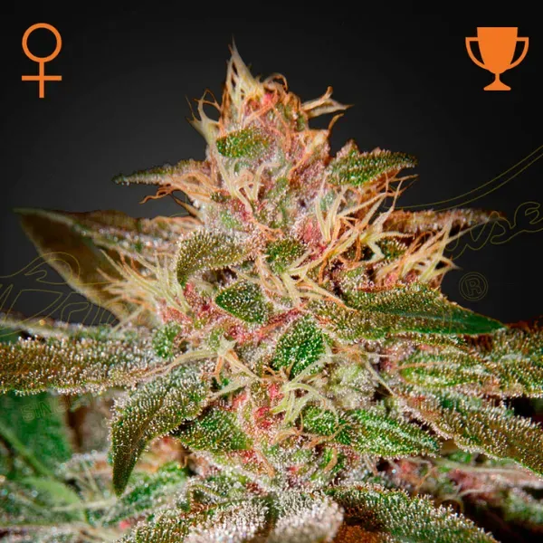Green House Seeds Pure Kush semi femminizzati 3 semi indica