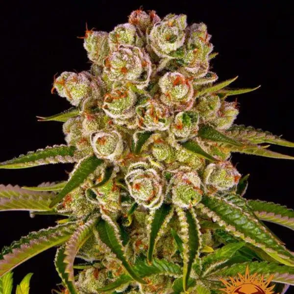 Barney's Farm Kush Mintz semi femminizzati 3 indica 70%
