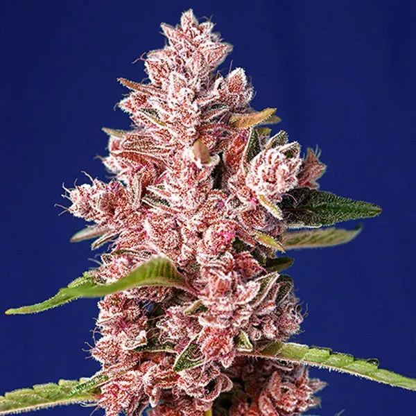 Sweet Seeds Tropicanna Poison F1 semi femminizzati 3+1