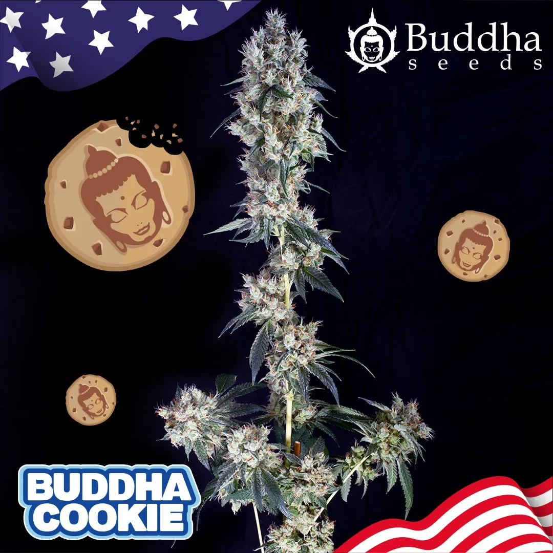 Buddha Seeds Buddha Cookie semi femminizzati dolci