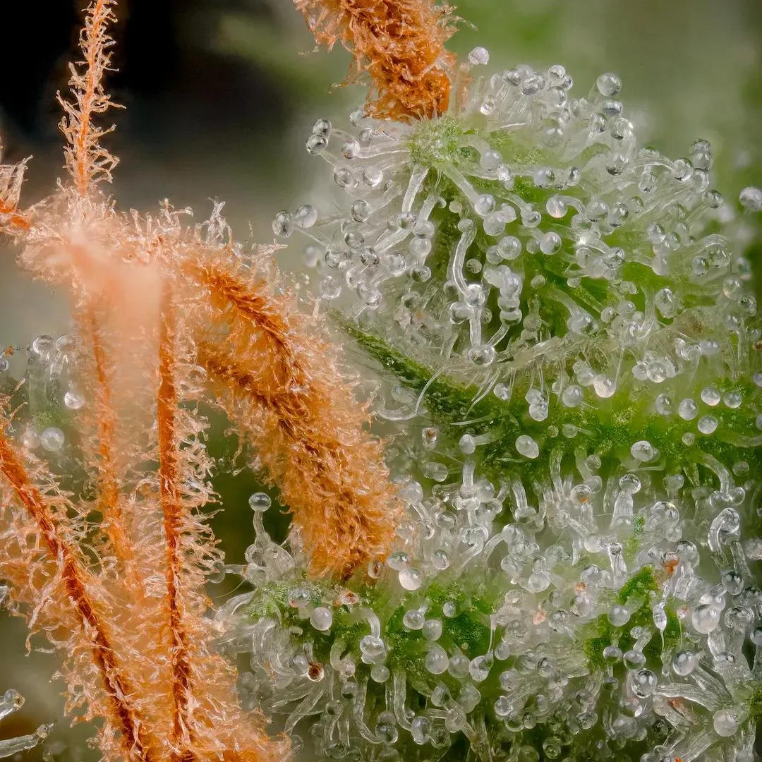 Paradise Seeds Atomical Haze Semi Femminizzati da Collezione