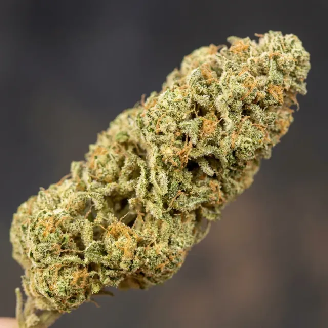 Trikoma Seeds 69.G Auto semi autofiorenti agrumati