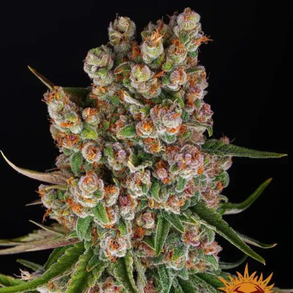 Barney's Farm GMO Auto semi autofiorenti femminizzati 3 semi
