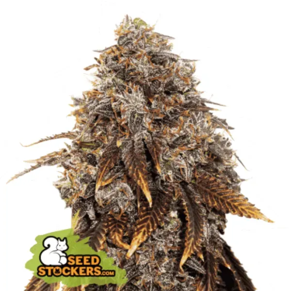 Seedstockers Gelato 41 semi femminizzati da collezione ibridi